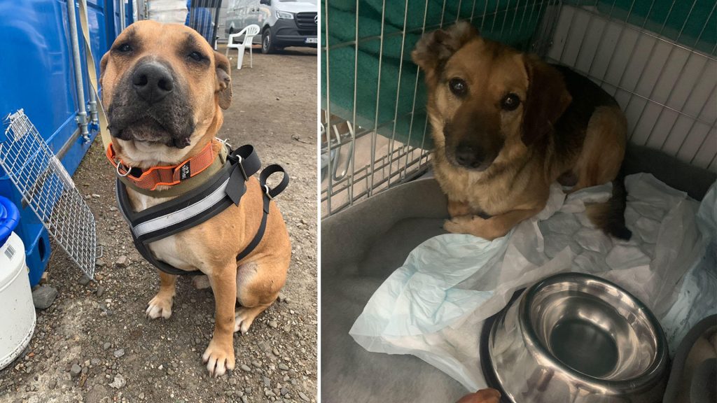 Добротворна организација за животиње каже да се више од 100 паса из склоништа који су преживели глад у ратом разореној Украјини одселило на границу Пољске