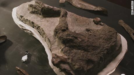 Фосил ноге Тхесцелосауруса након што је ископан.