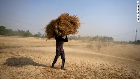 Индијски фармер носи жетву пшенице пожњевену са поља у предграђу Џамуа, Индија, у четвртак, 28. априла 2022. 