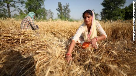 Индија је понудила помоћ у решавању глобалне кризе са храном.  Ево разлога за његово опадање