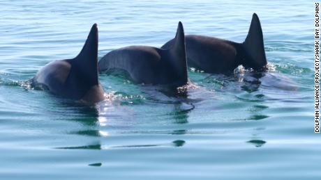 Мушки делфини формирају банде да би добили партнера