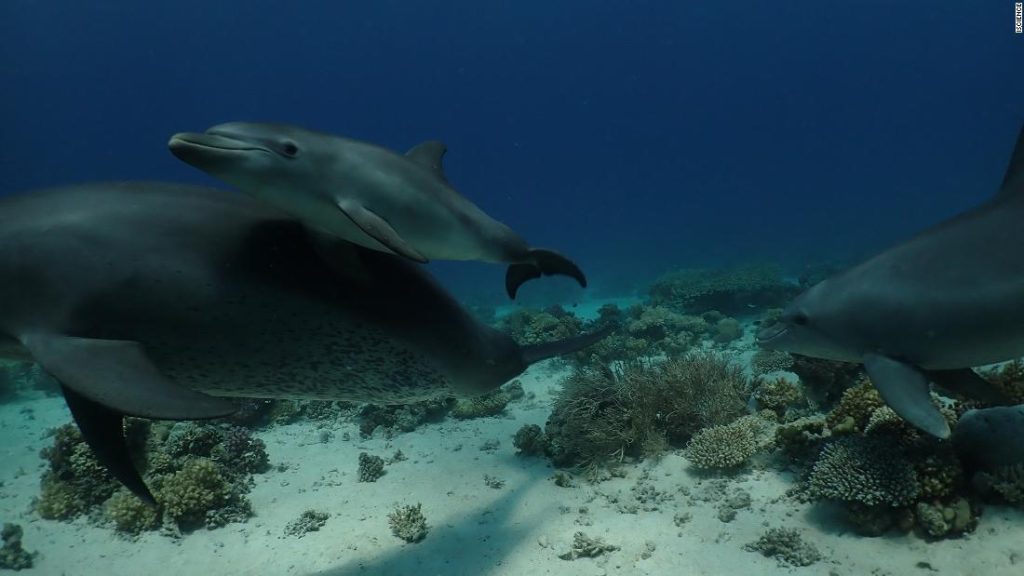 Студија сугерише да делфини користе лековита својства коралних гребена