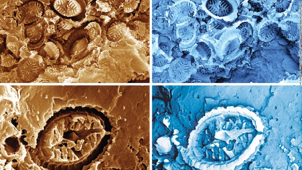 Фосили 'духова' откривају микроорганизме који су преживели древне догађаје загревања океана