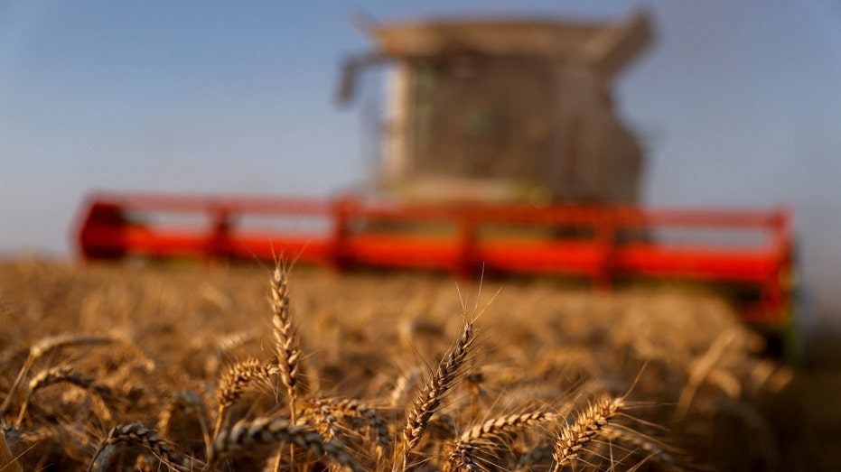 Француски фармер жање своје житно поље