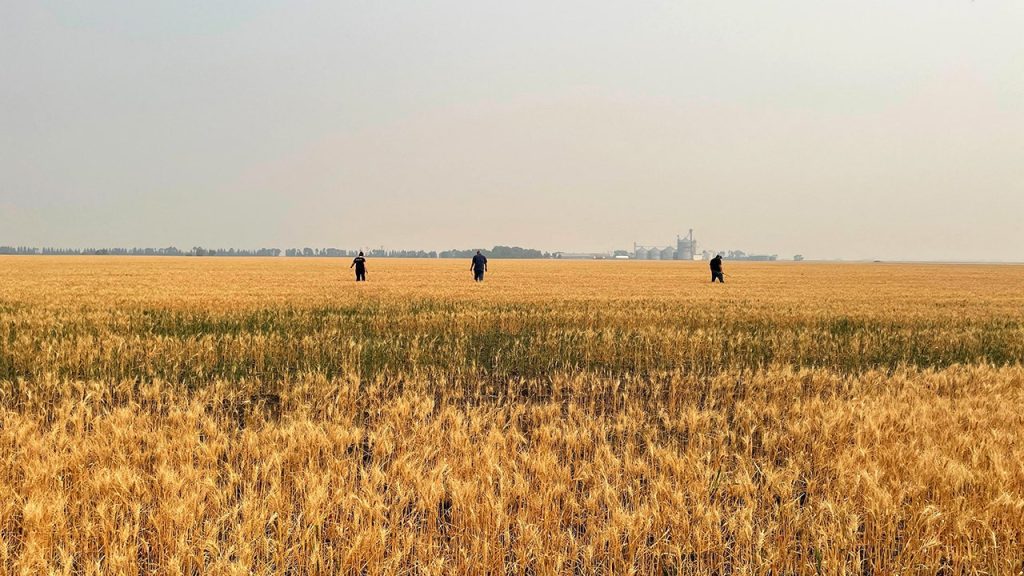 Амерички род пшенице оштећен је сувом зимом и обичним пролећним кишама