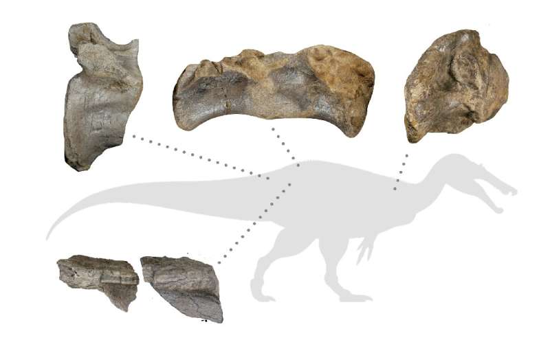 Најбоље очуване кости спиносаурида беле стене, укључујући репни пршљен који је помогао да се одреди његова гигантска величина