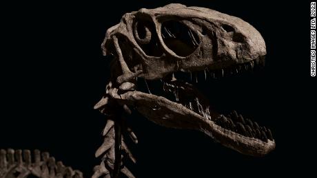 Фосили диносауруса инспирисани & # 39 ;  Јурски парк & # 39;  Продато за више од 12 милиона долара