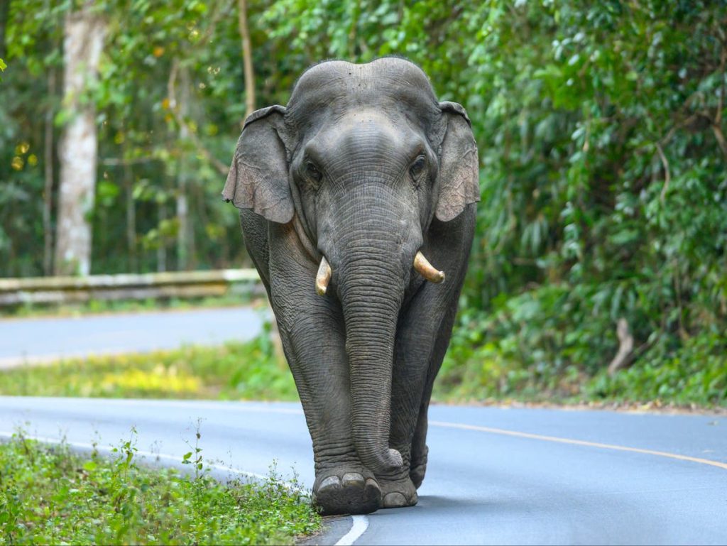 Слон убија старију жену, а затим се враћа да згази њено тело на сахрани у Индији