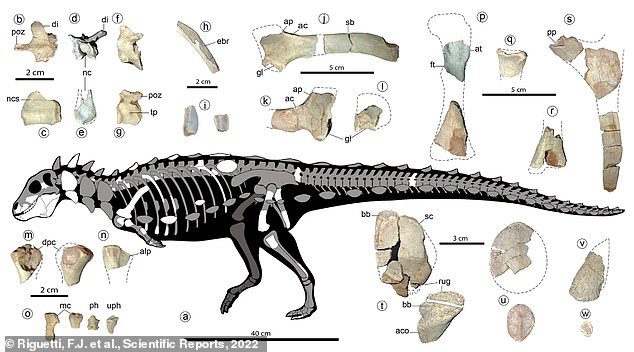Придружује се Стегосаурусима, Анкилосаурусима и другим диносаурусима са оклопом у групи званој Тхиреопхора.