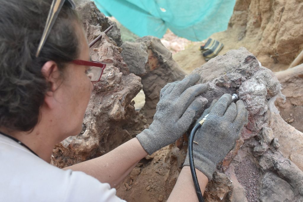Истраживачи ће сачувати и документовати фосиле, а следеће године ће наставити ископавања на локалитету. 