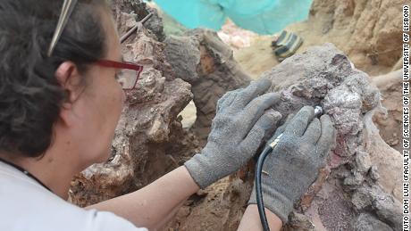 Истраживање потврђује значај фосилног записа кичмењака у португалском региону Помбал.