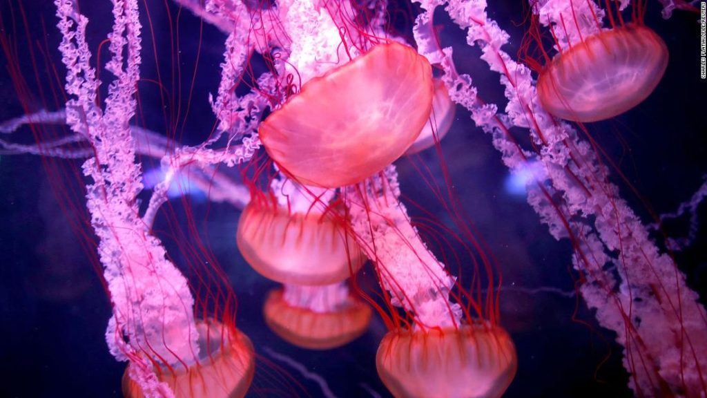 'Бесмртна медуза': нова студија из Шпаније могла би открити тајну како ова врста преокреће старење