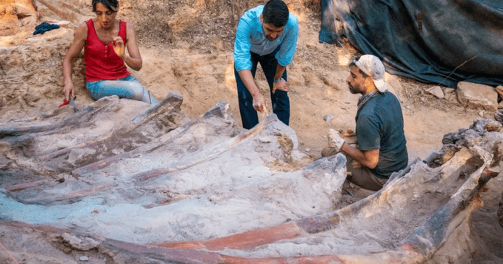 Скелет диносауруса дуг 82 метра пронађен је у дворишту једног човека у Португалу.  Могао би да буде највећи икада у Европи.