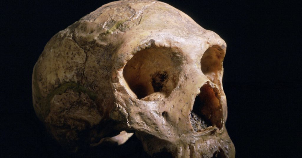 По чему се ваш мозак разликује од неандерталца?