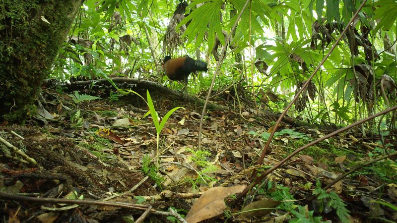 Давно изгубљена врста голубова „поновно откривена“ у Папуи Новој Гвинеји